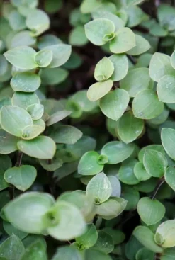 Callisia Repens - Stekje