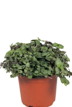 Callisia Repens - Stekje