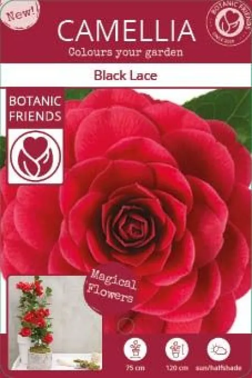 Camellia Japonica 'Black Lace'