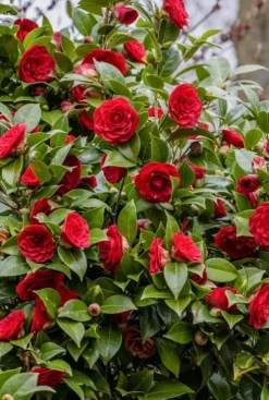 Camellia Japonica 'Black Lace'