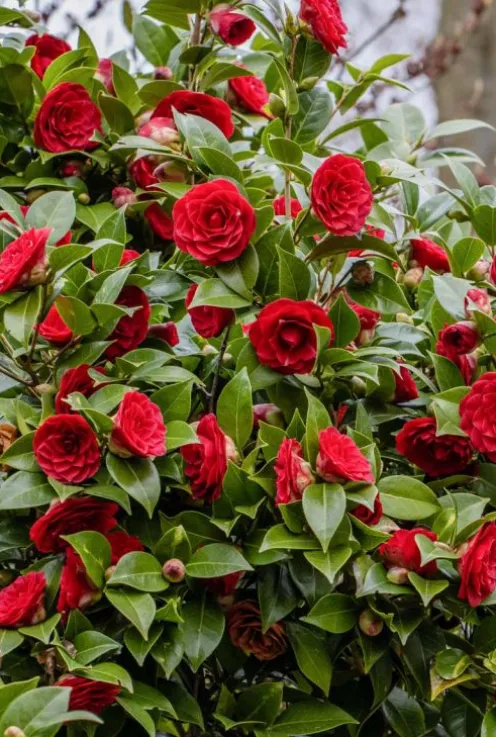 Camellia Japonica 'Black Lace'