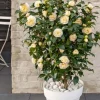 Camellia William Bartlett 'Jury's Yellow'