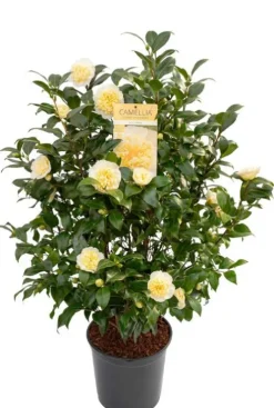 Camellia William Bartlett 'Jury's Yellow'