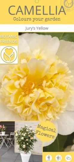 Camellia William Bartlett 'Jury's Yellow'