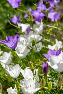 Campanula carpatica Weisse Clips - Karpatenklokje