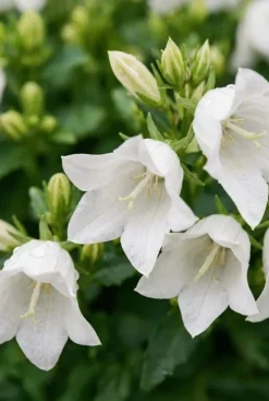 Campanula carpatica Weisse Clips - Karpatenklokje