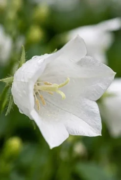 Campanula carpatica Weisse Clips - Karpatenklokje