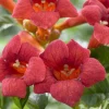 Campsis Radicans 'Flamengo' - Gele trompetklimmer