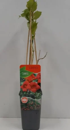 Campsis Radicans 'Flamengo' - Gele trompetklimmer