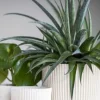 Capi Nature Groove Pot - Wit