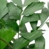 Caryota mitis - Vissenstaartpalm