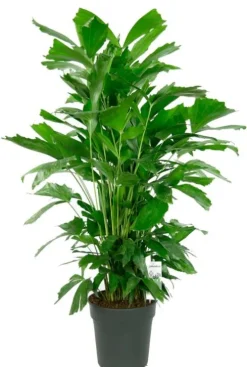 Caryota mitis - Vissenstaartpalm