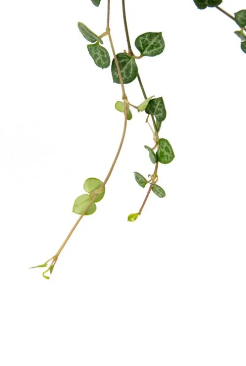 Ceropegia woodii - Stekje