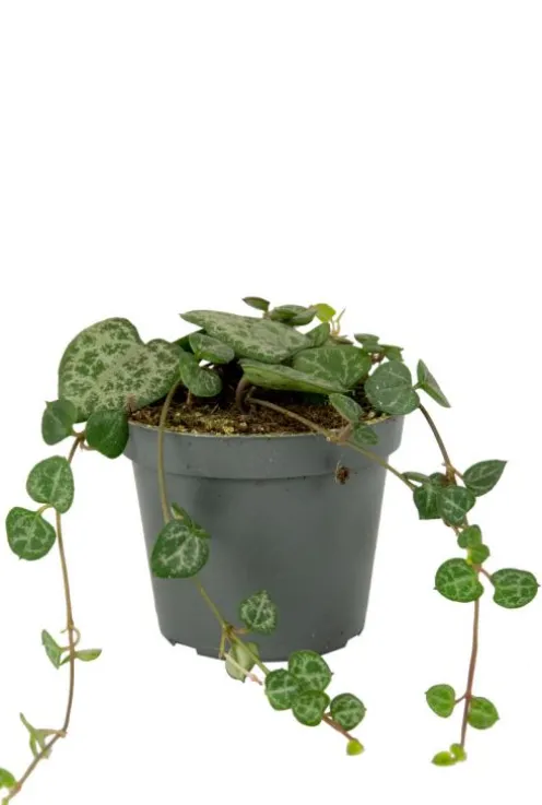 Ceropegia woodii - Stekje
