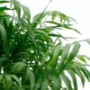 Chamaedorea elegans