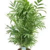 Chamaedorea elegans - Mexicaanse dwergpalm