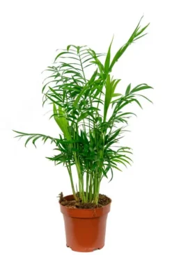 Chamaedorea elegans - Mexicaanse dwergpalm