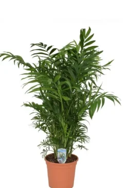 Chamaedorea elegans - Mexicaanse dwergpalm