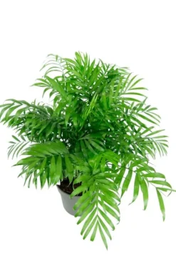 Chamaedorea elegans - Mexicaanse Dwergpalm