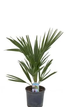 Chamaerops humilis - Dwergwaaierpalm