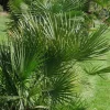 Chamaerops humilis - Dwergwaaierpalm