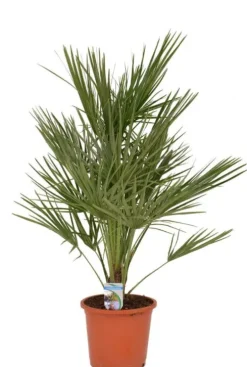 Chamaerops humilis - Dwergwaaierpalm