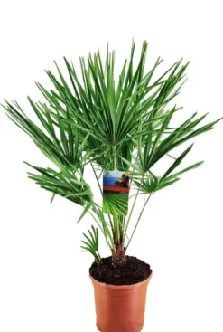 Chamaerops humilis - Dwergwaaierpalm