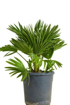 Chamaerops vulcano - Vulcano dwergpalm
