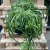 Chlorophytum bonnie - Graslelie