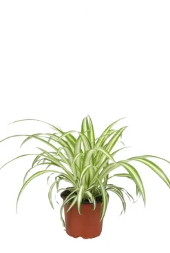Chlorophytum comosum Variegatum