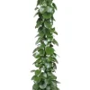 Cissus rotundifolia - Suikerdruifje