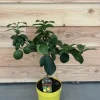 Citrus lemon - Citroenboom