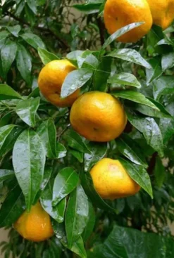 Citrus reticulata - Mandarijnboom