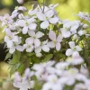 Clematis Montana Rubens - Bosrank