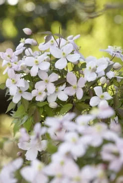 Clematis Montana Rubens - Bosrank