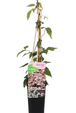 Clematis Montana Rubens - Bosrank