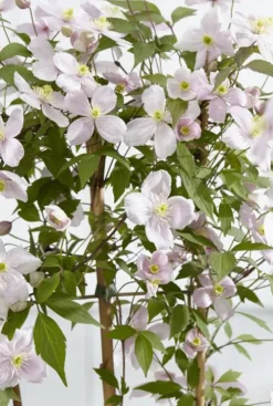 Clematis Montana Rubens - Bosrank