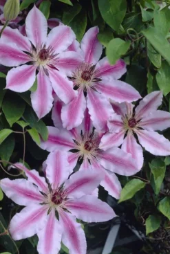 Clematis Nelly Moser - Bosrank