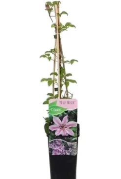 Clematis Nelly Moser - Bosrank