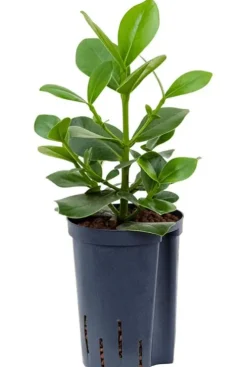 Clusia rosea princess - Varkensboom