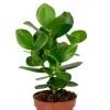 Clusia rosea princess - Varkensboom