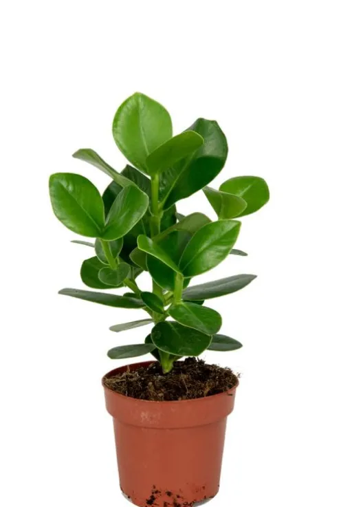 Clusia rosea princess - Varkensboom