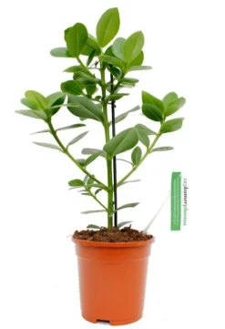 Clusia rosea princess - Varkensboom