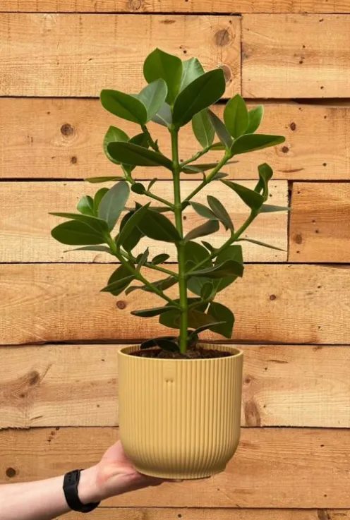 Clusia rosea princess - Varkensboom