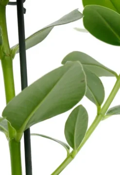 Clusia rosea princess - Varkensboom
