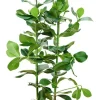 Clusia rosea - Varkensboom