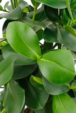 Clusia rosea - Varkensboom