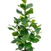 Clusia rosea - Varkensboom