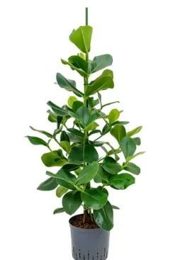 Clusia rosea - Varkensboom