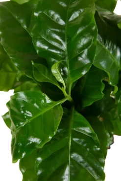 Coffea Arabica